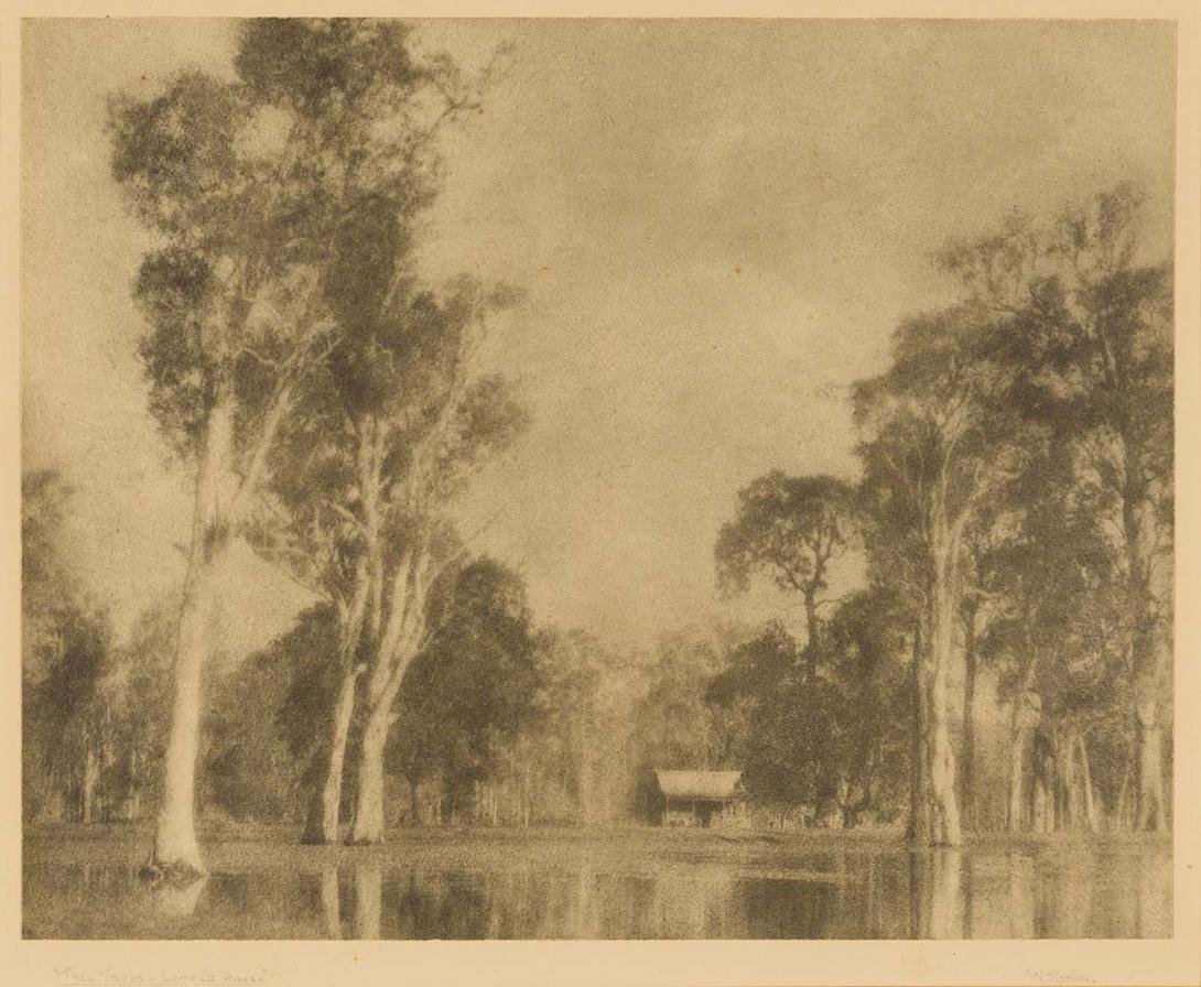 Artwork Tall trees, little house this artwork made of Bromoil photograph on paper, created in 1924-01-01