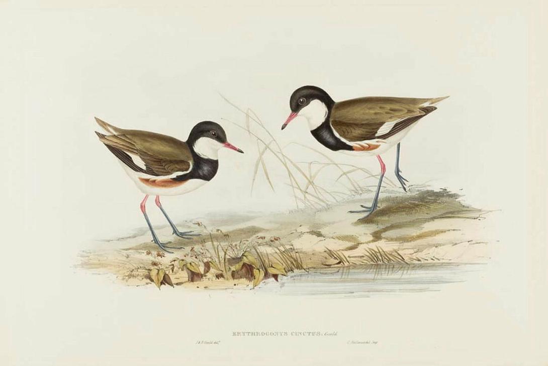Artwork Erythrogonys cinctus (Banded Red Knee) (from 'The birds of Australia' series) this artwork made of Lithograph, hand-coloured on paper, created in 1840-01-01