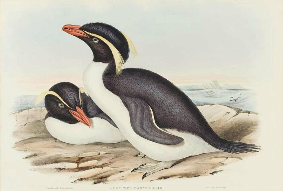 Artwork Eudyptes chrysocome (Crested Penguin) (from 'The birds of Australia' series) this artwork made of Lithograph, hand-coloured on paper, created in 1840-01-01