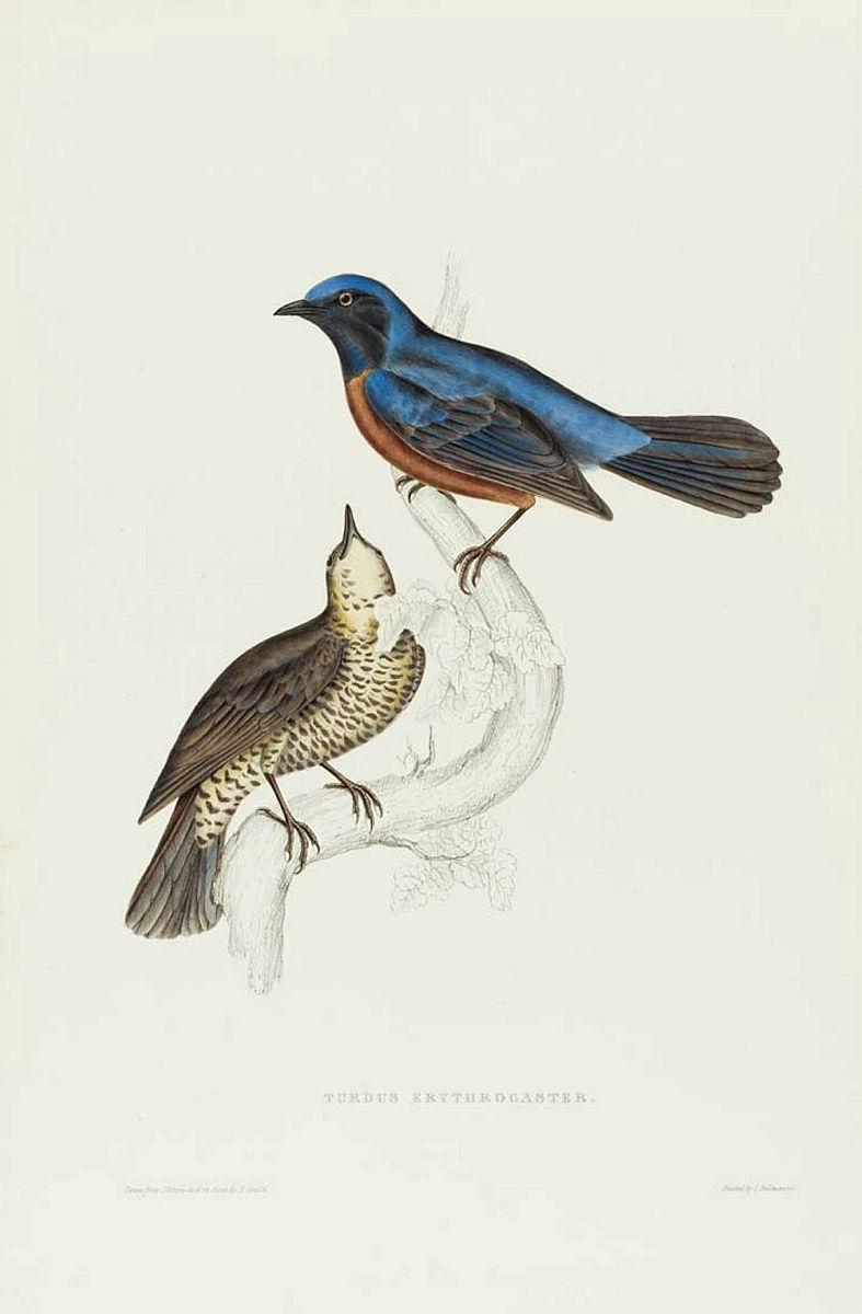 Artwork Turdus erythrogaster (male and female) (from 'The birds of the Himalaya Mountains' series) this artwork made of Lithograph, hand-coloured on paper, created in 1831-01-01