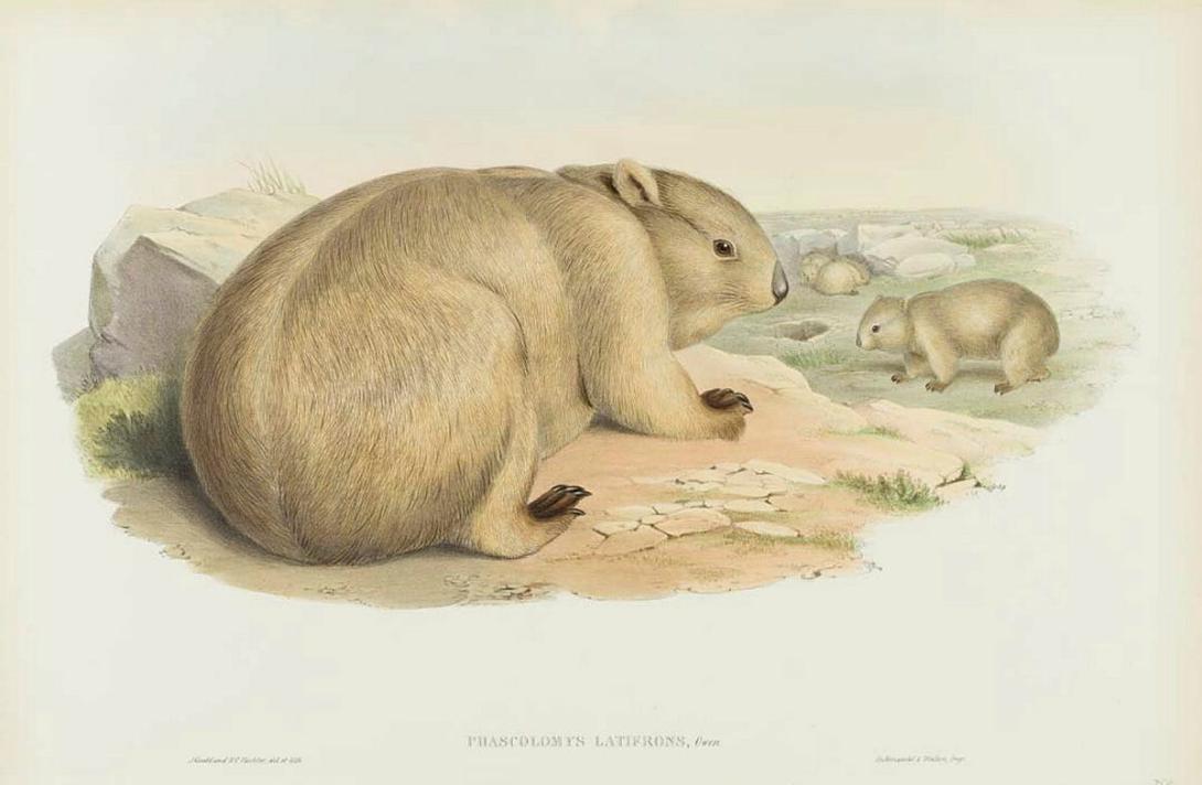 Artwork Phascolomys latifrons (Broad-fronted Wombat) (from 'The mammals of Australia' series) this artwork made of Lithograph, hand-coloured on paper, created in 1845-01-01