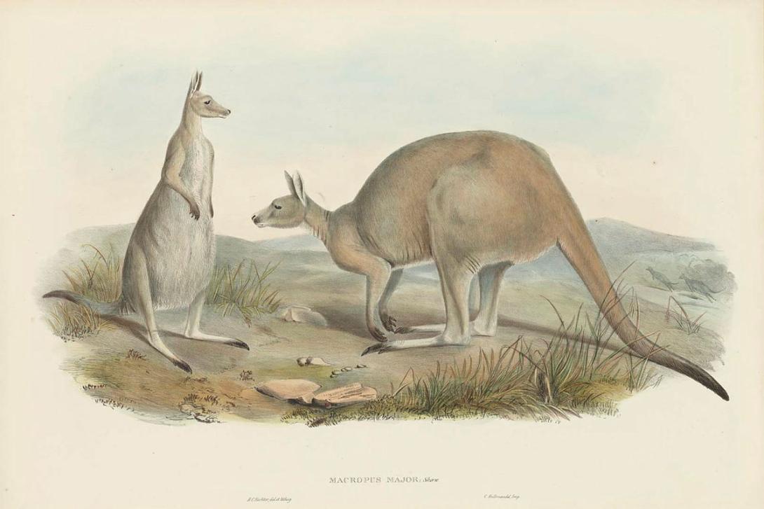 Artwork Macropus major (Great Grey Kangaroo) (from 'The mammals of Australia' series) this artwork made of Lithograph, hand-coloured on paper, created in 1845-01-01