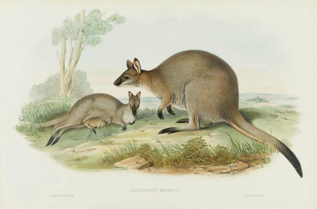 Artwork Halmaturus Bennettii (Bennett's Wallaby) (from 'The mammals of Australia' series) this artwork made of Lithograph, hand-coloured on paper, created in 1845-01-01