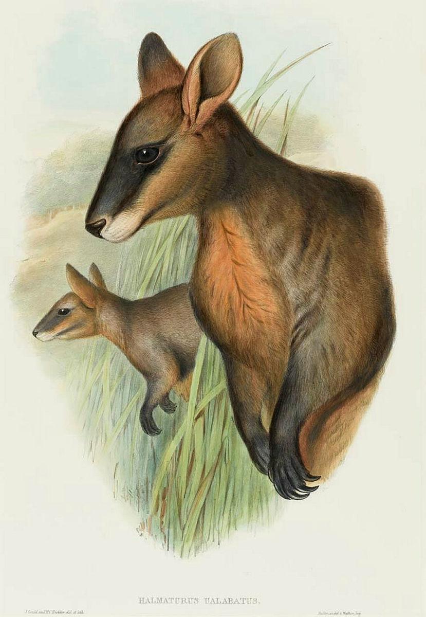 Artwork Halmaturus Ualabatus (Black Wallaby) (from 'The mammals of Australia' series) this artwork made of Lithograph, hand-coloured on paper, created in 1845-01-01