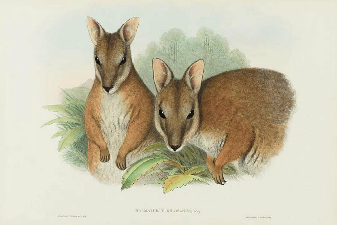 Artwork Halmaturus Derbianus (Derby's Wallaby) (from 'The mammals of Australia' series) this artwork made of Lithograph, hand-coloured on paper, created in 1845-01-01