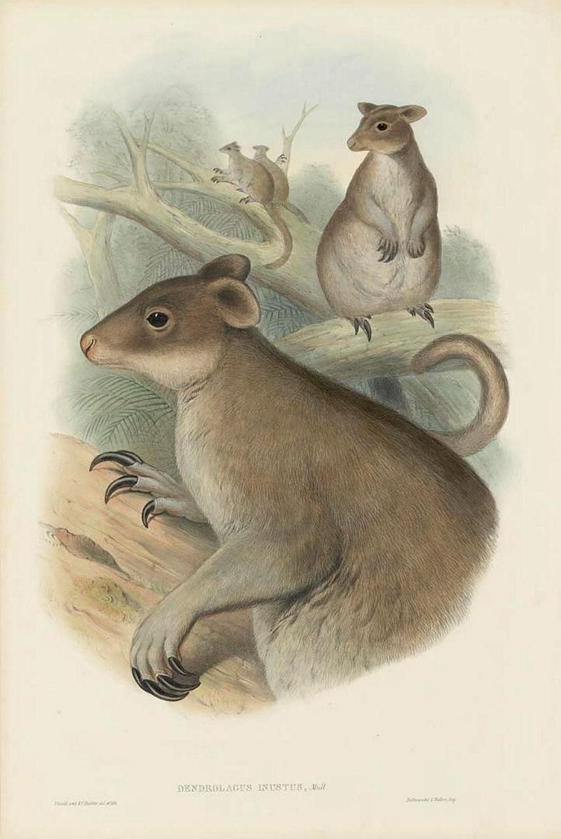 Artwork Dendrolagus inustus (Brown Tree-Kangaroo) (from 'The mammals of Australia' series) this artwork made of Lithograph, hand-coloured on paper, created in 1845-01-01