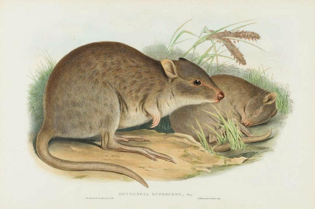 Artwork Bettongia rufescens (Rufous Jerboa-Kangaroo) (from 'The mammals of Australia' series) this artwork made of Lithograph, hand-coloured on paper, created in 1845-01-01