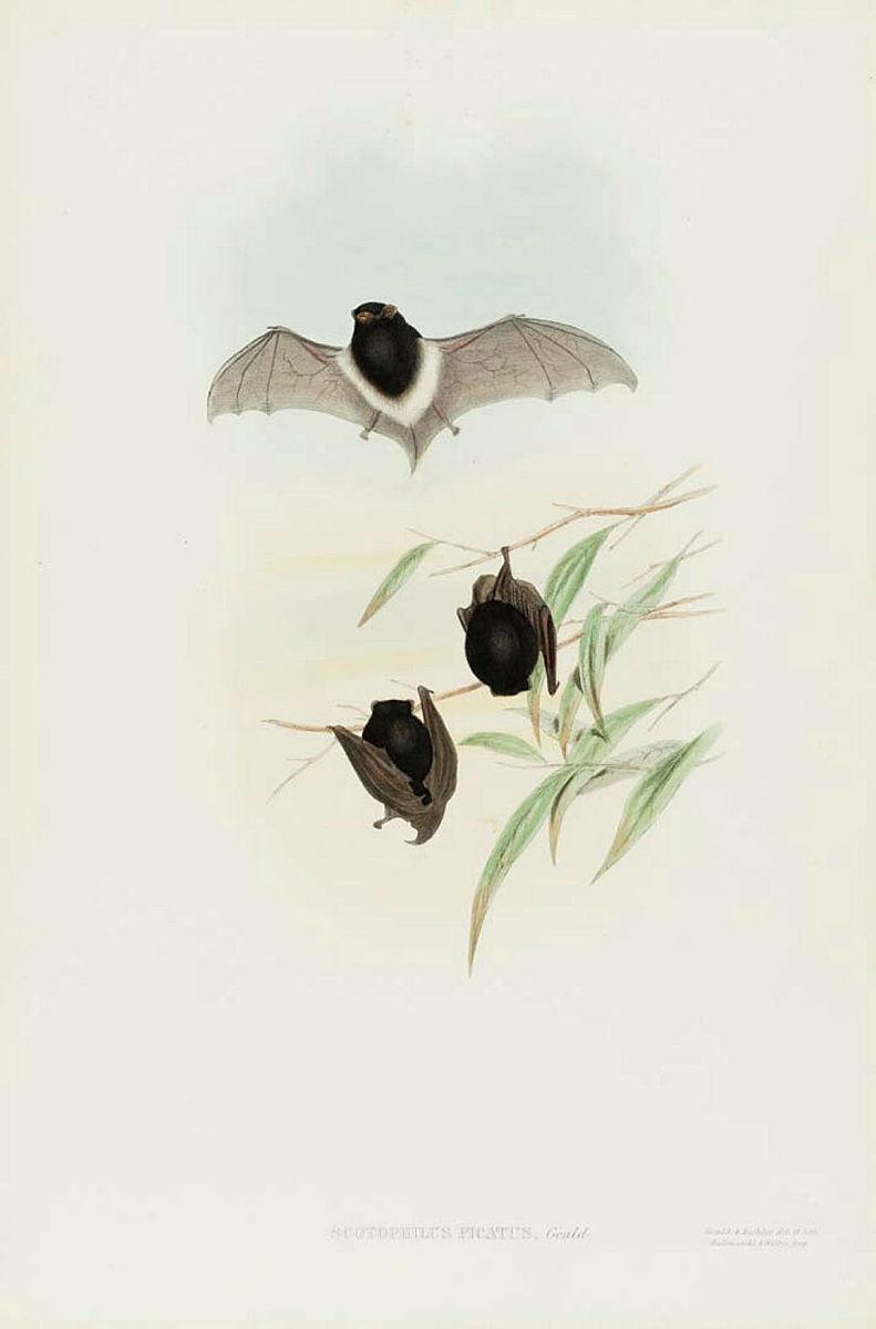 Artwork Scotophilus picatus (Pied Scotophilus) (from 'The mammals of Australia' series) this artwork made of Lithograph, hand-coloured on paper, created in 1845-01-01