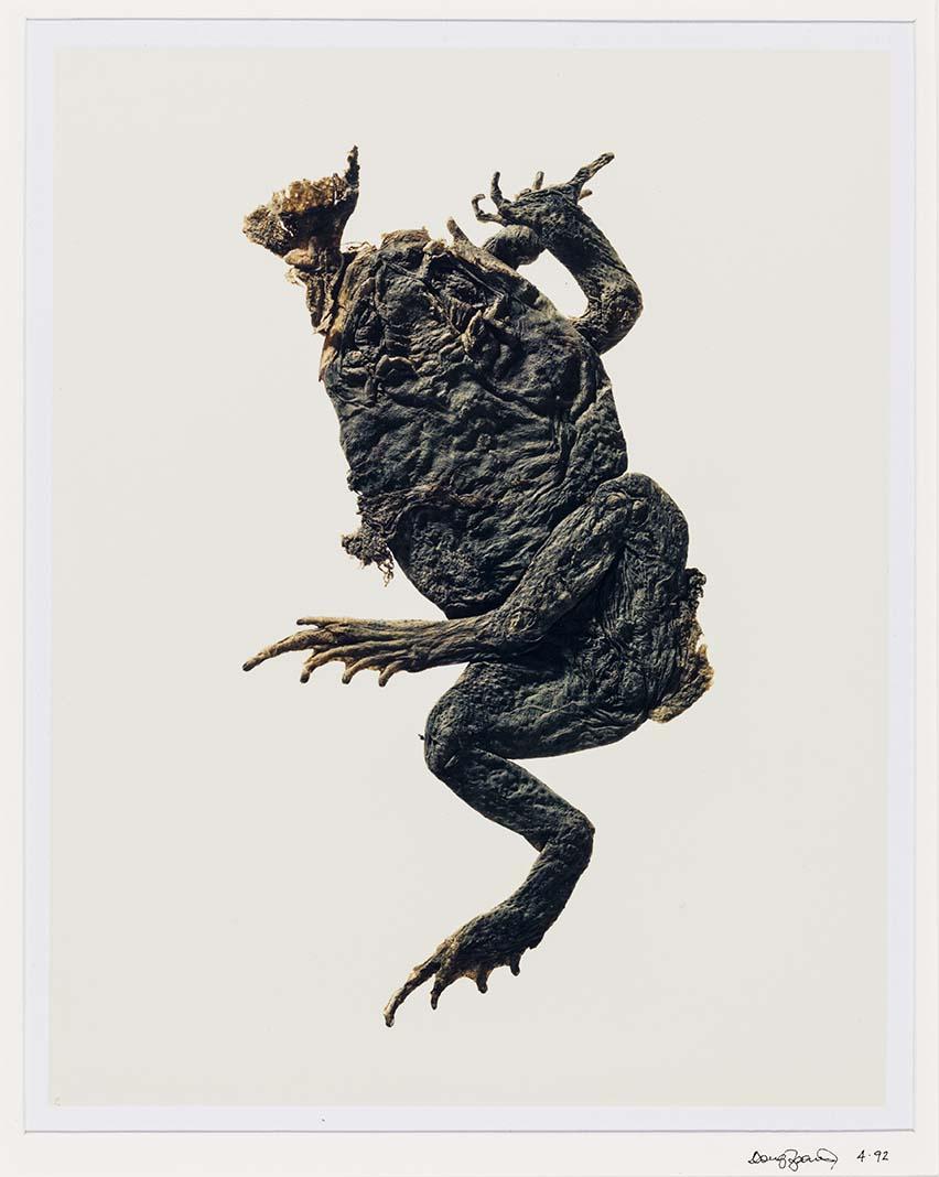 Artwork (Toad) (from 'Found objects from the landscape' series) this artwork made of Polaroid photograph on paper, created in 1992-01-01