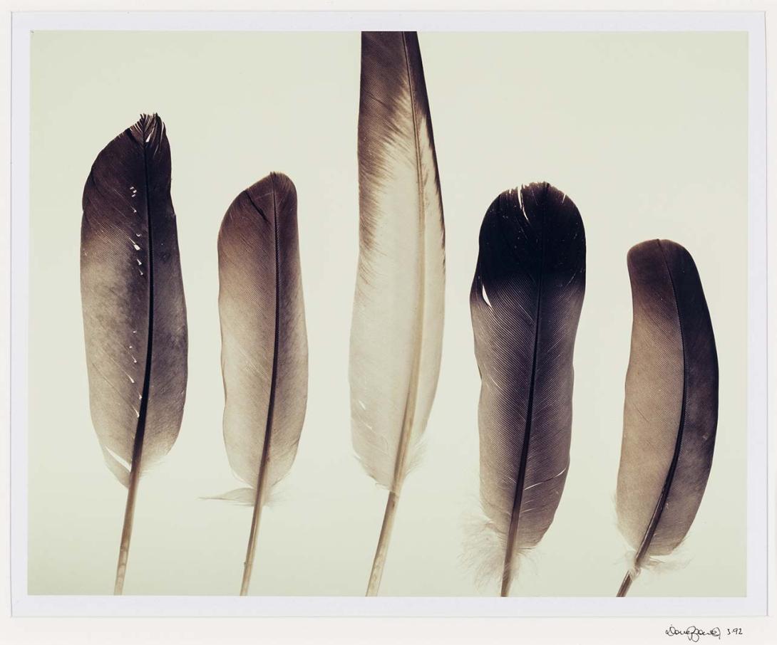Artwork (Feathers) (from 'Found objects from the landscape' series) this artwork made of Polaroid photograph on paper, created in 1992-01-01