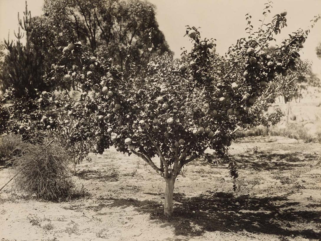 Artwork (Quince tree, Stanthorpe) this artwork made of Gelatin silver photograph on paper, created in 1912-01-01