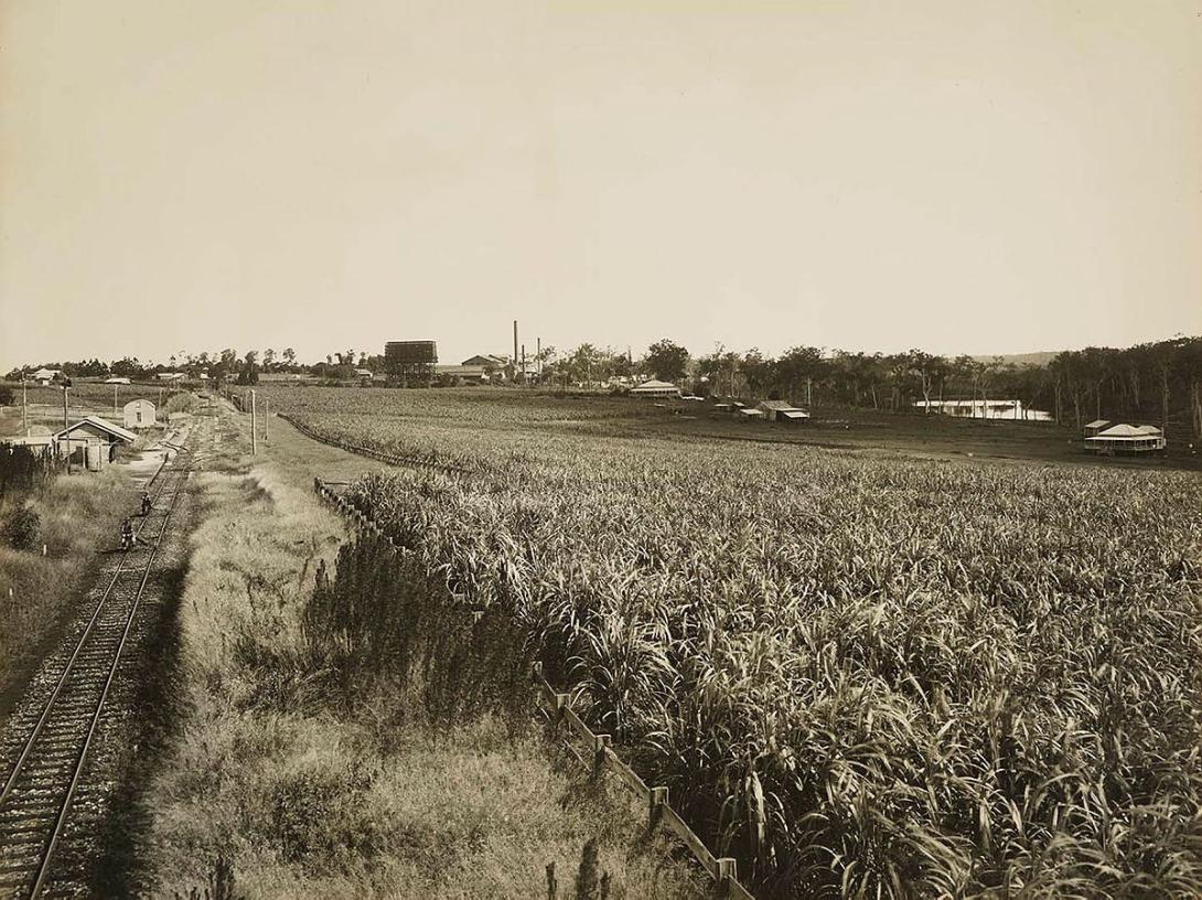 Artwork (Cane fields, Huxley) this artwork made of Gelatin silver photograph on paper, created in 1912-01-01