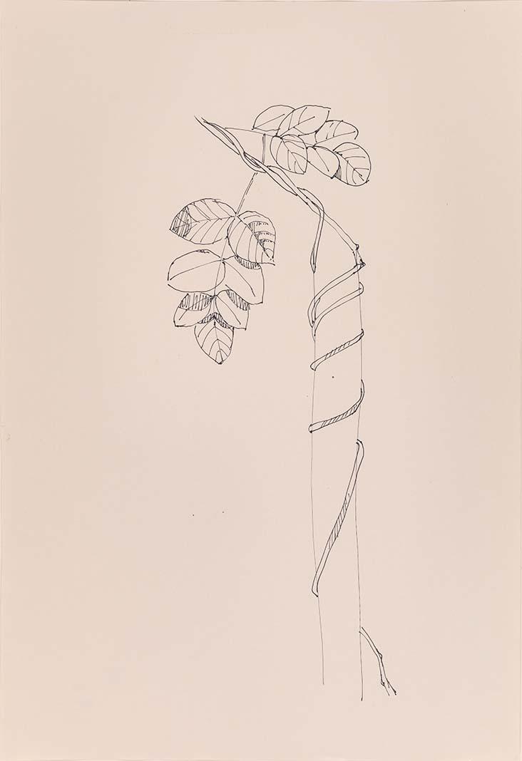 Artwork Study for 'Clitoria Ternatea' this artwork made of Fibre-tipped pen