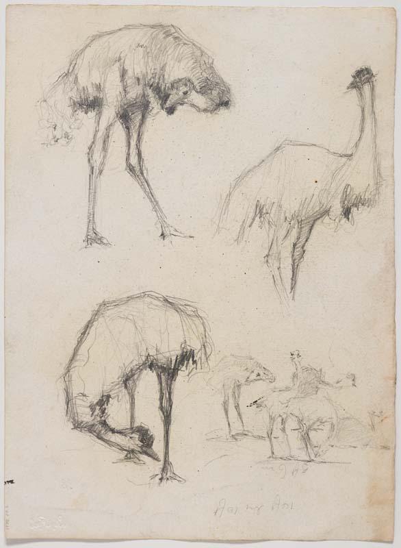 Artwork (Emus) this artwork made of Pencil on paper, created in 1912-01-01