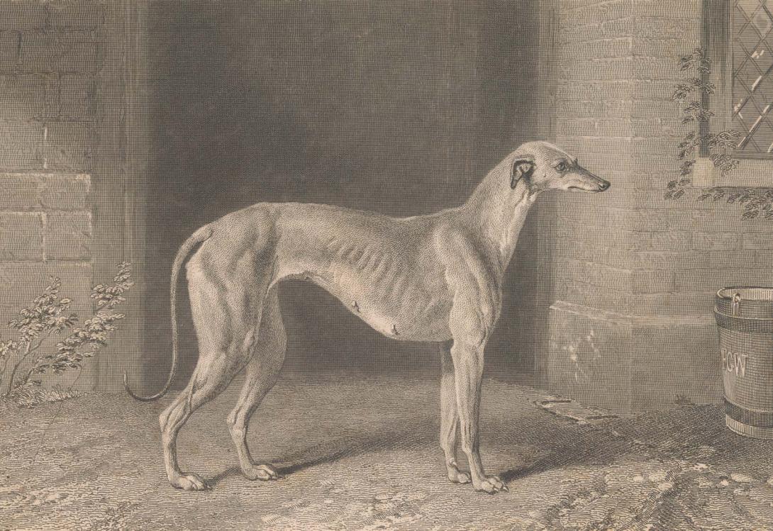 Artwork (Greyhound in a courtyard) this artwork made of Etching and engraving on smooth cream wove paper, created in 1860-01-01