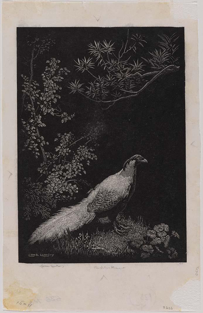 Artwork The silver pheasant this artwork made of Wood engraving on thin laid India paper, created in 1936-01-01