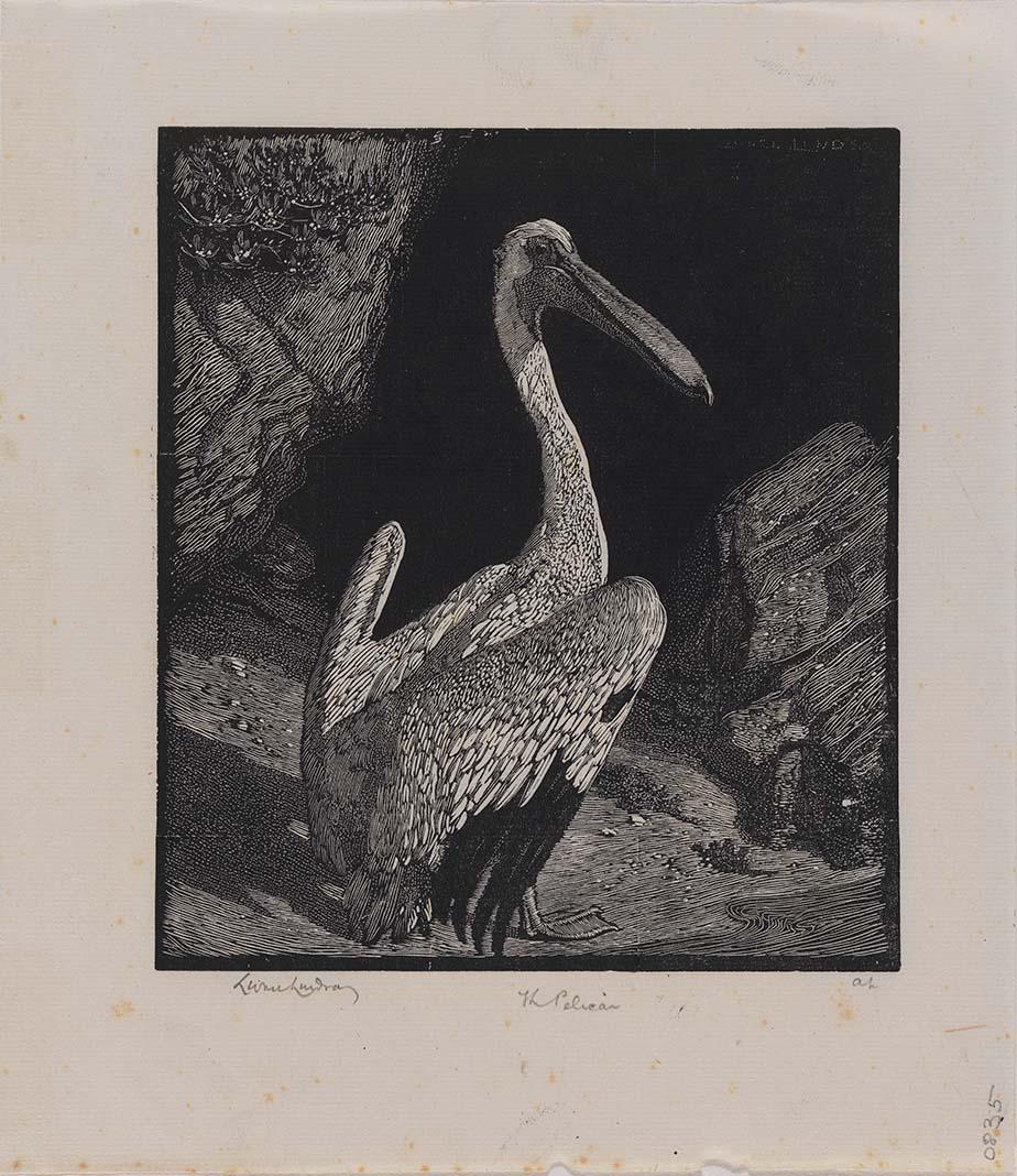 Artwork The pelican this artwork made of Wood engraving on thin smooth laid India paper, created in 1924-01-01