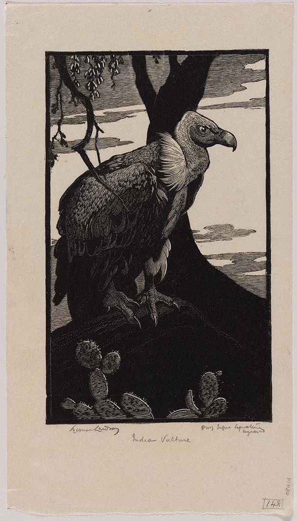 Artwork Indian vulture this artwork made of Wood engraving and woodcut on smooth thin cream laid paper, created in 1933-01-01