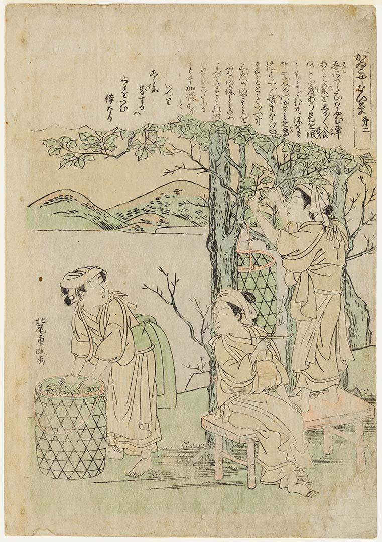 Artwork Women picking leaves (from 'Cultivation of the silkworm' series) this artwork made of Colour woodblock on paper, created in 1776-01-01