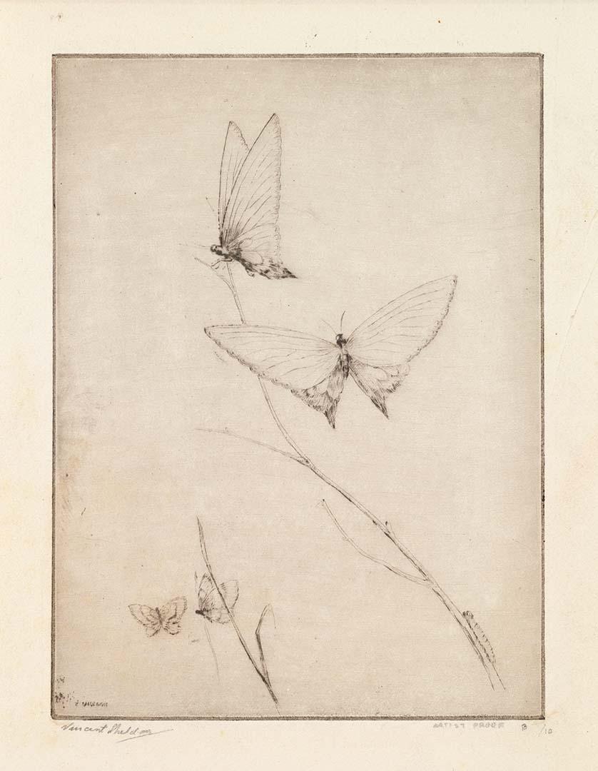 Artwork Butterflies this artwork made of Drypoint on wove paper, created in 1944-01-01