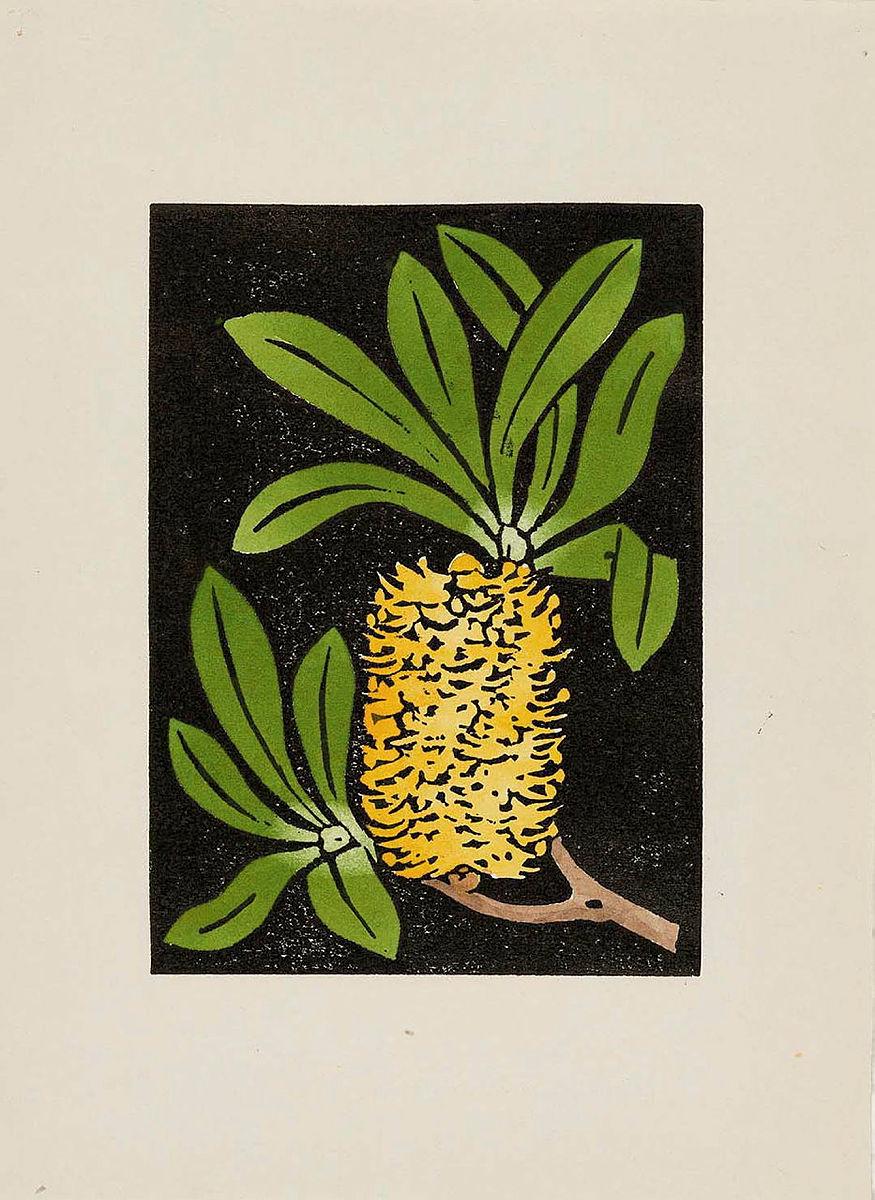 Artwork (Banksia flower) this artwork made of Linocut, hand-coloured on paper, created in 1950-01-01