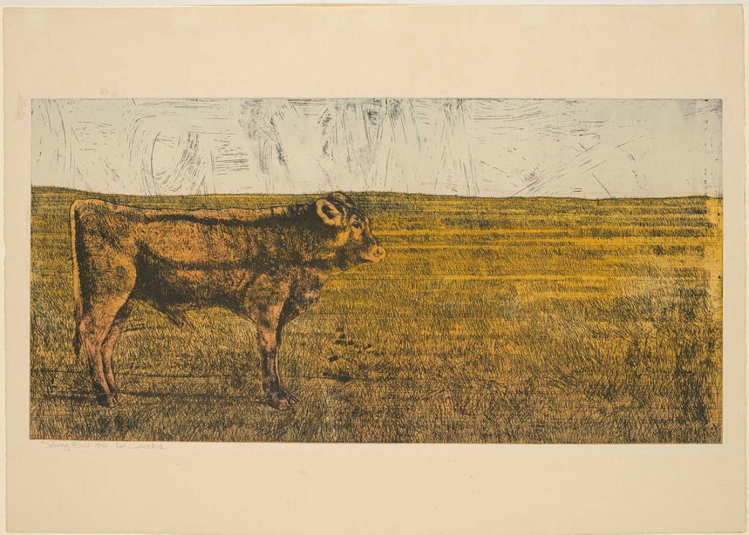 Artwork Young bull this artwork made of Colour soft-ground etching on buff wove paper, created in 1971-01-01