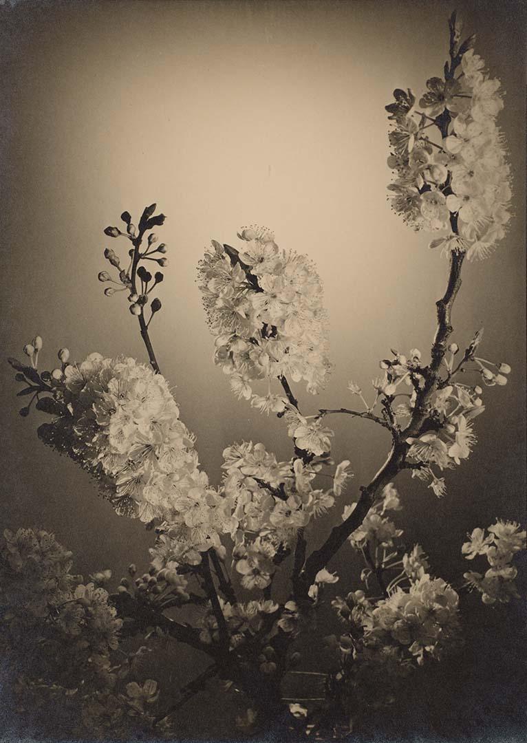 Artwork Plum blossom this artwork made of Gelatin silver photograph on paper, created in 1937-01-01