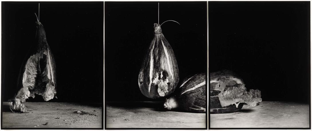 Artwork Rhopography #24 (figs) this artwork made of Gelatin silver photograph
