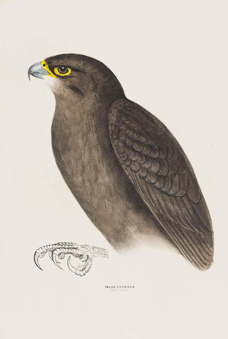 Artwork Black falcon (Falco subniger) this artwork made of Lithograph, hand-coloured on paper, created in 1870-01-01