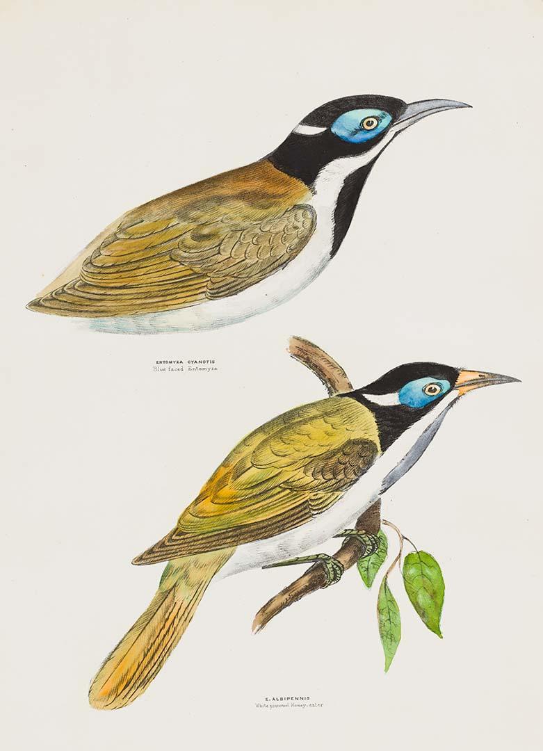 Artwork Blue-faced honeyeater (Entomyza cyanotis) and White-pinioned honeyeater (Entomyza albipennis) this artwork made of Lithograph, hand-coloured on paper, created in 1870-01-01