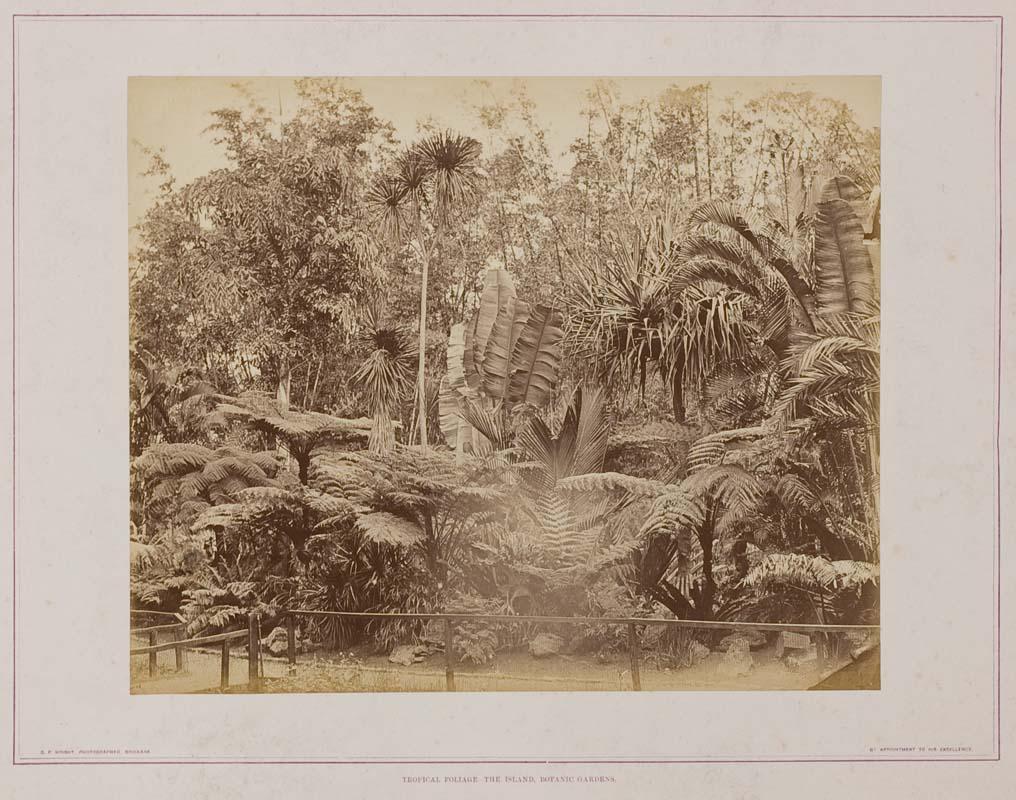 Artwork Tropical foliage - the island, Botanic Gardens (from 'Brisbane illustrated' portfolio) this artwork made of Albumen photograph on paper mounted on card, created in 1874-01-01