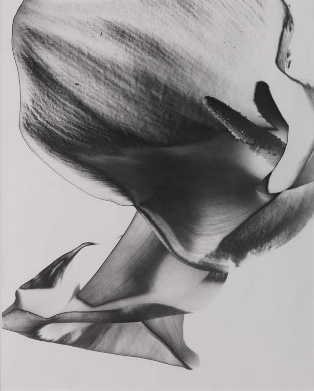 Artwork (Solarised lily) this artwork made of Gelatin silver photograph on paper