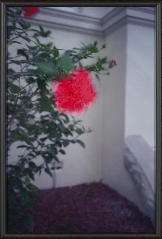 Artwork Sydney (Flower) (from 'The Homely' series 1997-2000) this artwork made of Type C photograph on paper mounted on foam board, created in 1999-01-01