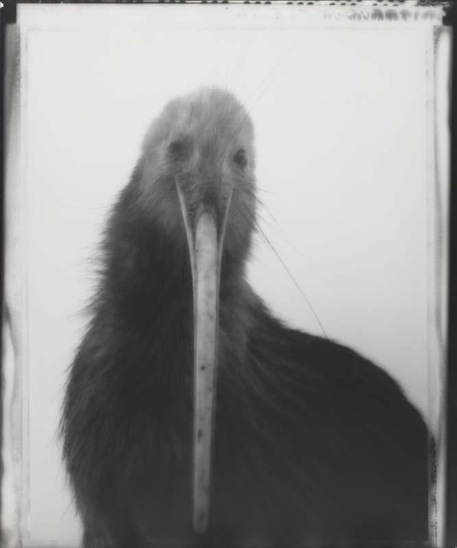 Artwork Sweet Kiwi, from the collection 'Whanganui Museum' this artwork made of Gelatin silver photograph, gold-toned on fibre-based archival paper, created in 2008-01-01