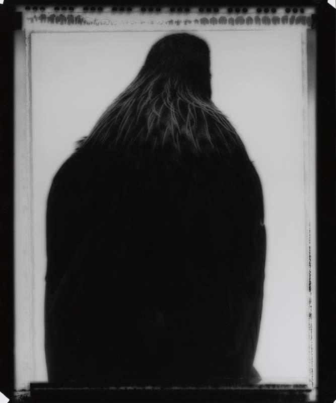 Artwork Uncanny Tui/Kakahu, from the collection 'Whanganui Museum' this artwork made of Gelatin silver photograph, gold-toned on fibre-based archival paper, created in 2008-01-01