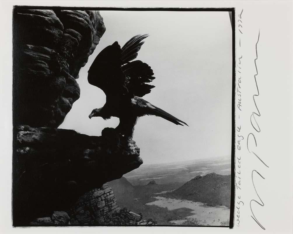 Artwork Wedge-tailled eagle, Western Australia (from 'Indian Ocean Journals') this artwork made of Gelatin silver photograph on paper, created in 1995-01-01