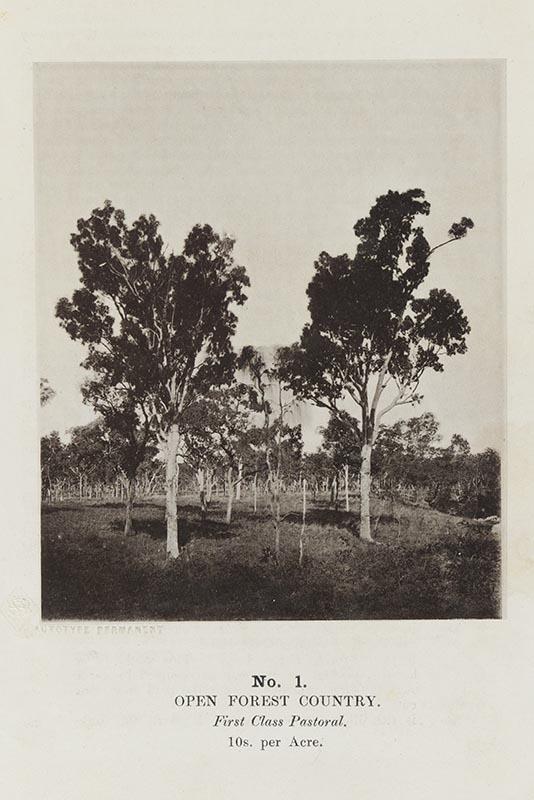 Artwork (Open forest country) (no. 1 from 'Images of Queensland' series) this artwork made of Autotype on paper, created in 1864-01-01