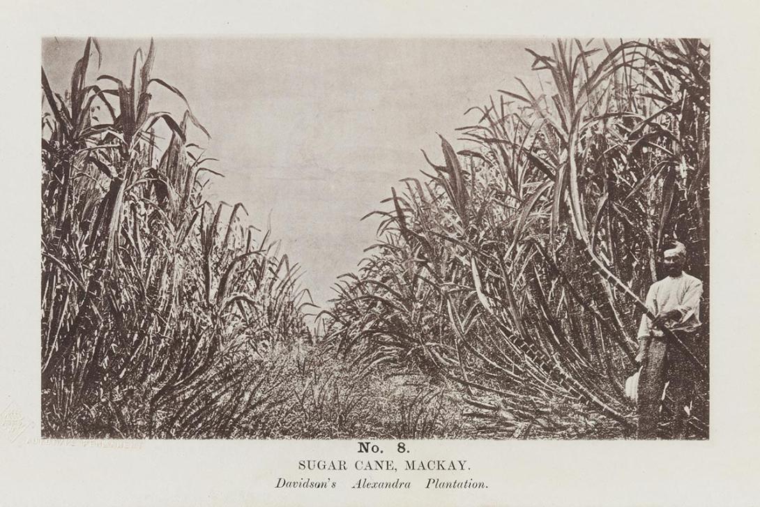 Artwork (Sugar cane, Mackay - Davidson's Alexandra plantation) (no. 8 from 'Images of Queensland' series) this artwork made of Autotype on paper, created in 1864-01-01