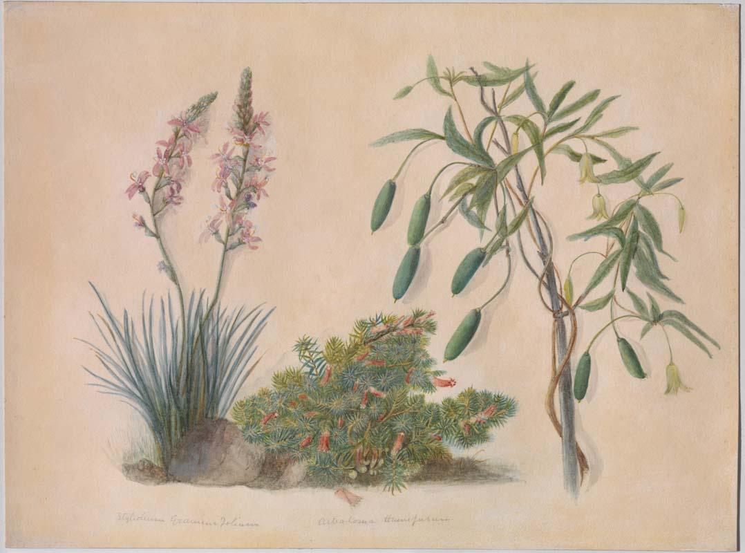 Artwork Stylidium graminutfolium, Astromoma humifusun and Billaredera scandens this artwork made of Watercolour on paper, created in 1883-01-01