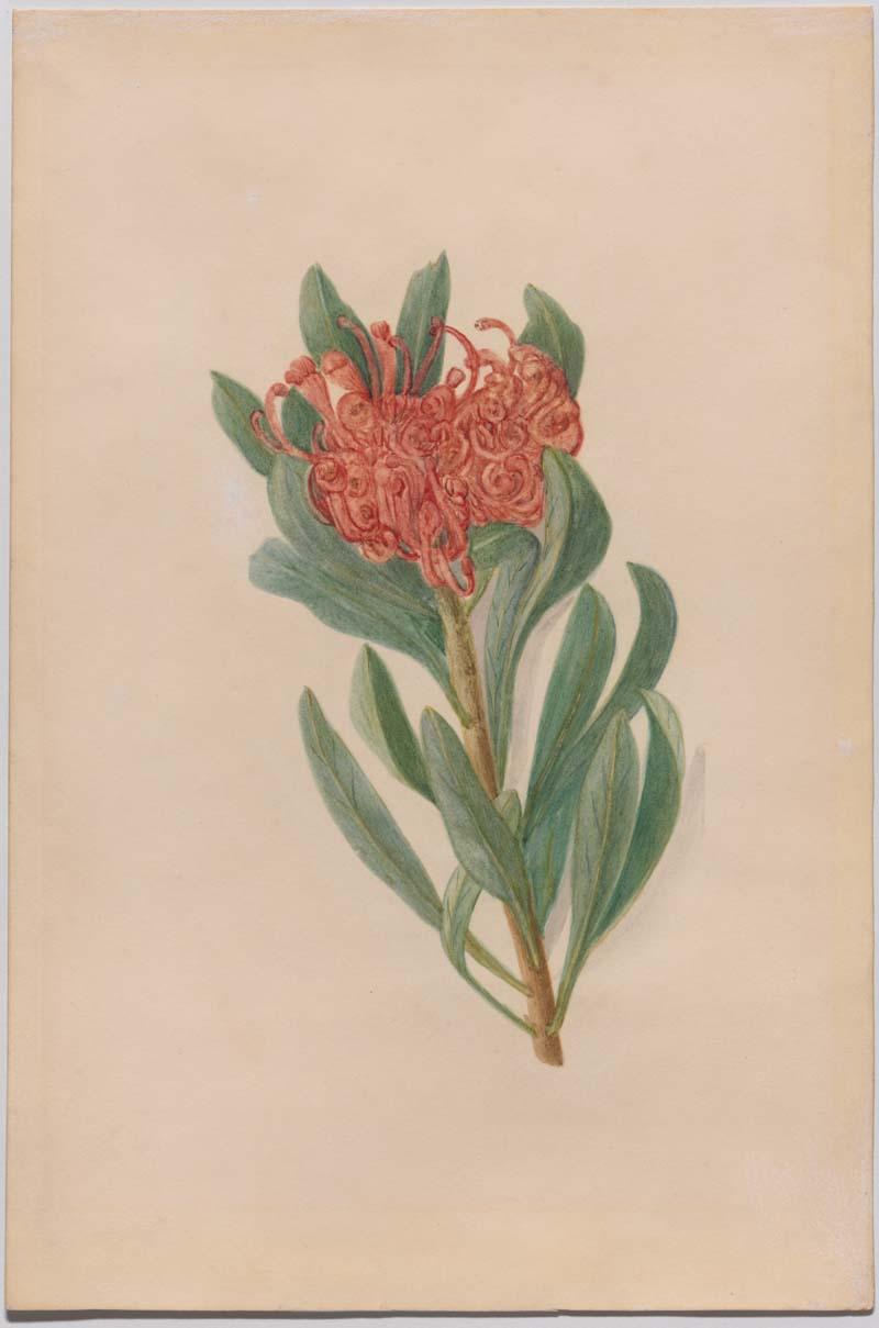Artwork Telopea oreades (Tasmanian waratah) this artwork made of Watercolour on paper, created in 1852-01-01