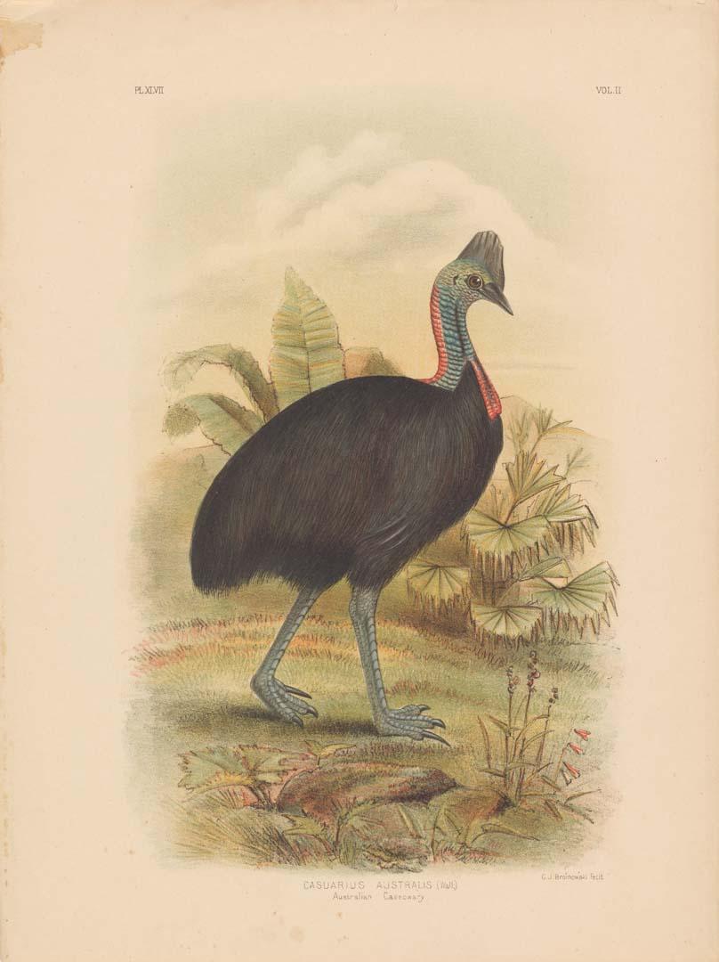 Artwork Australian cassowary this artwork made of Coloured lithograph on paper