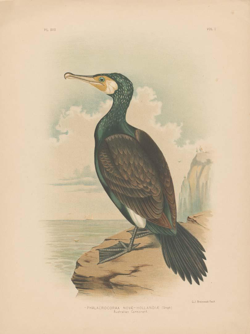 Artwork Cormorant this artwork made of Coloured lithograph on paper