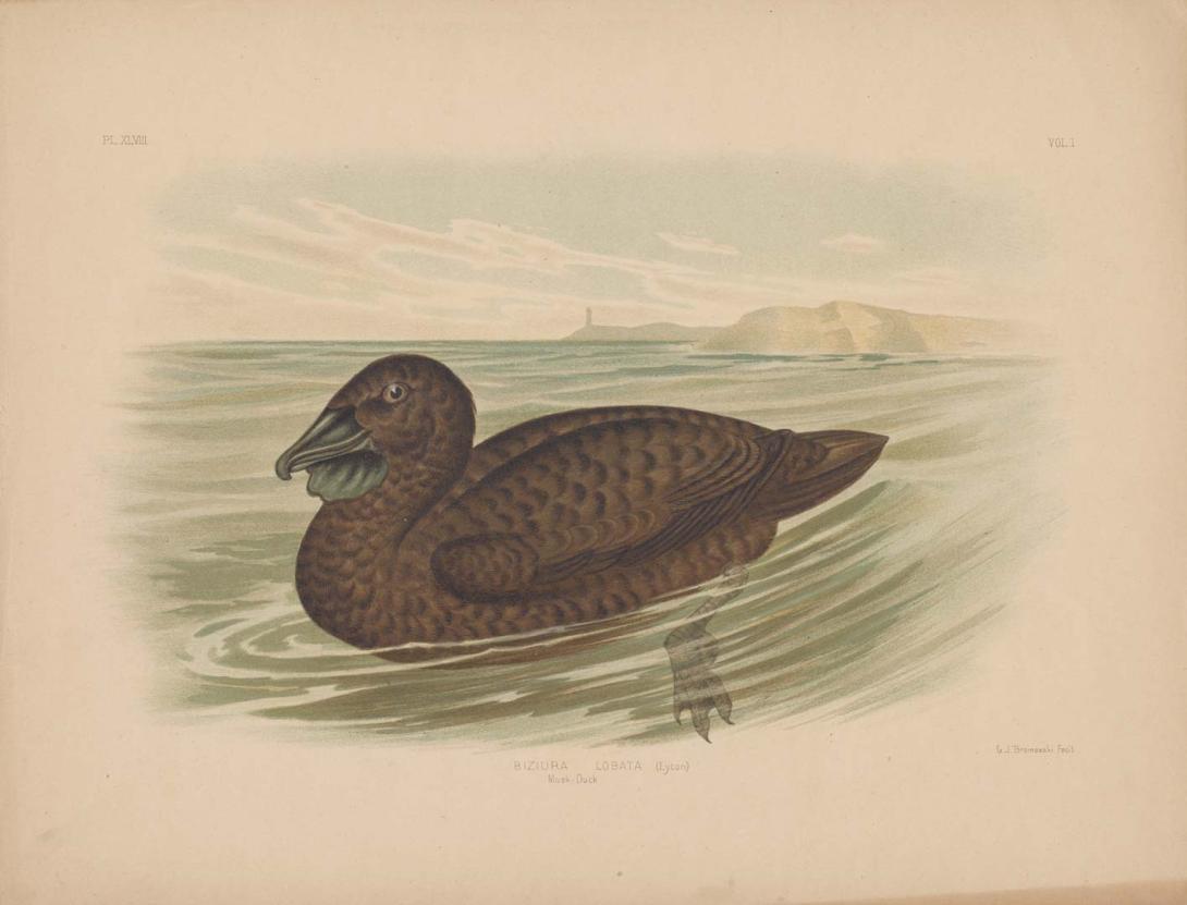Artwork Musk duck this artwork made of Coloured lithograph on paper