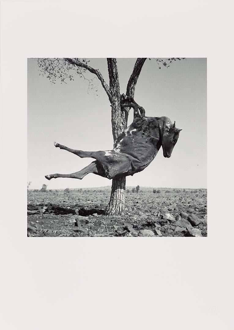 Artwork (Calf carcass in tree) (from 'Drought photographs' series) this artwork made of Archival inkjet print on paper, created in 1952-01-01