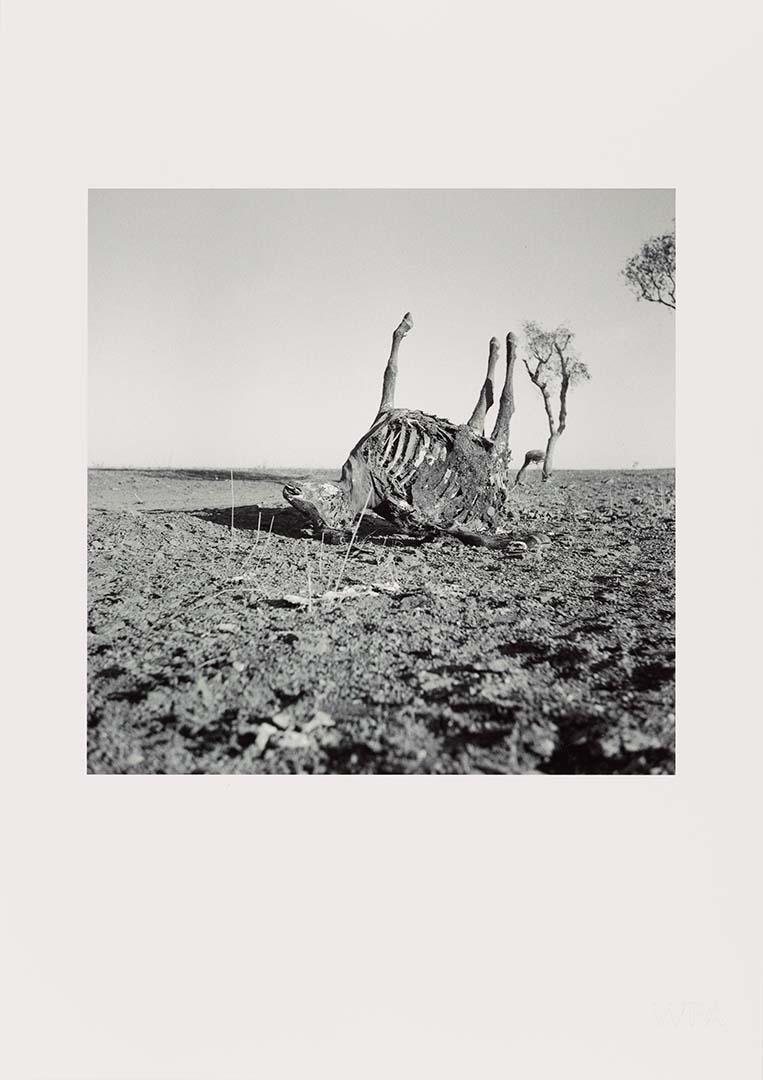 Artwork (Horse carcass with legs in the air) (from 'Drought photographs' series) this artwork made of Archival inkjet print