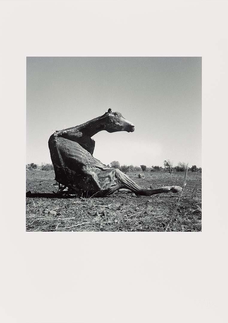 Artwork (Desiccated horse carcass sitting up) (from 'Drought photographs' series) this artwork made of Archival inkjet print on paper, created in 1952-01-01