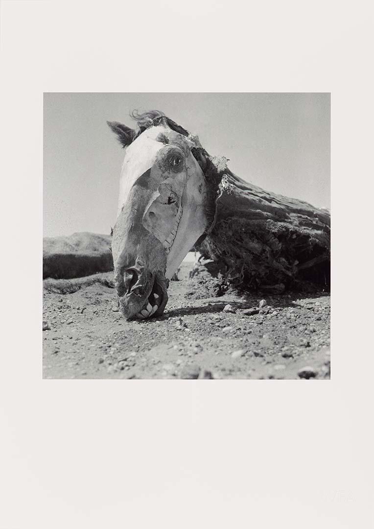 Artwork (Horse head on ground) (from 'Drought photographs' series) this artwork made of Archival inkjet print