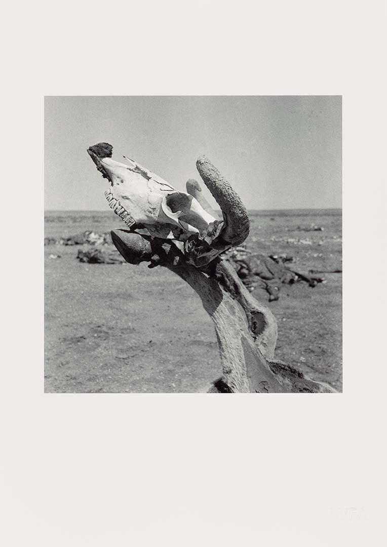 Artwork (Cow skull balanced on hooves 1) (from 'Drought photographs' series) this artwork made of Archival inkjet print