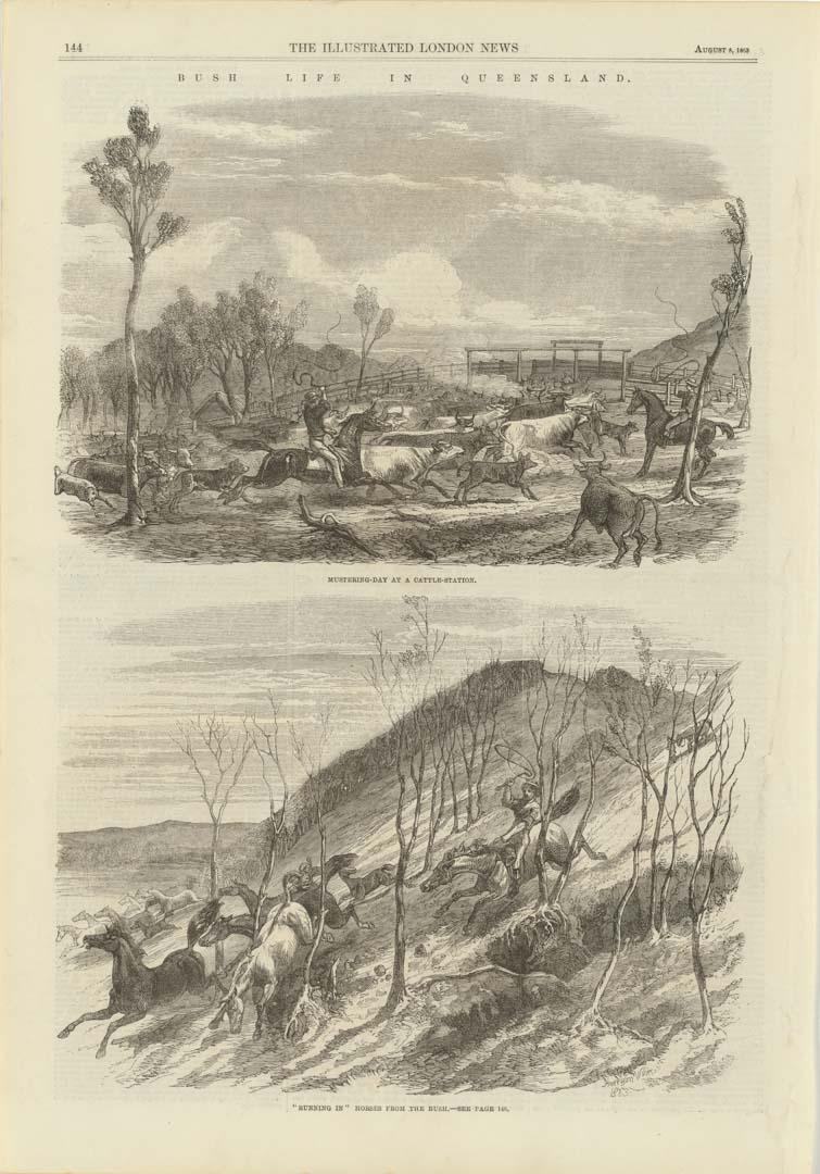 Artwork Bush life in Queensland:
Mustering day at a cattle station; "Running in" horses from the bush (page 144); and A bush road; Native police preparing for an engagement (page 145) (from 'The Illustrated London News' 8 August 1863) this artwork made of Engraving on paper, created in 1863-01-01