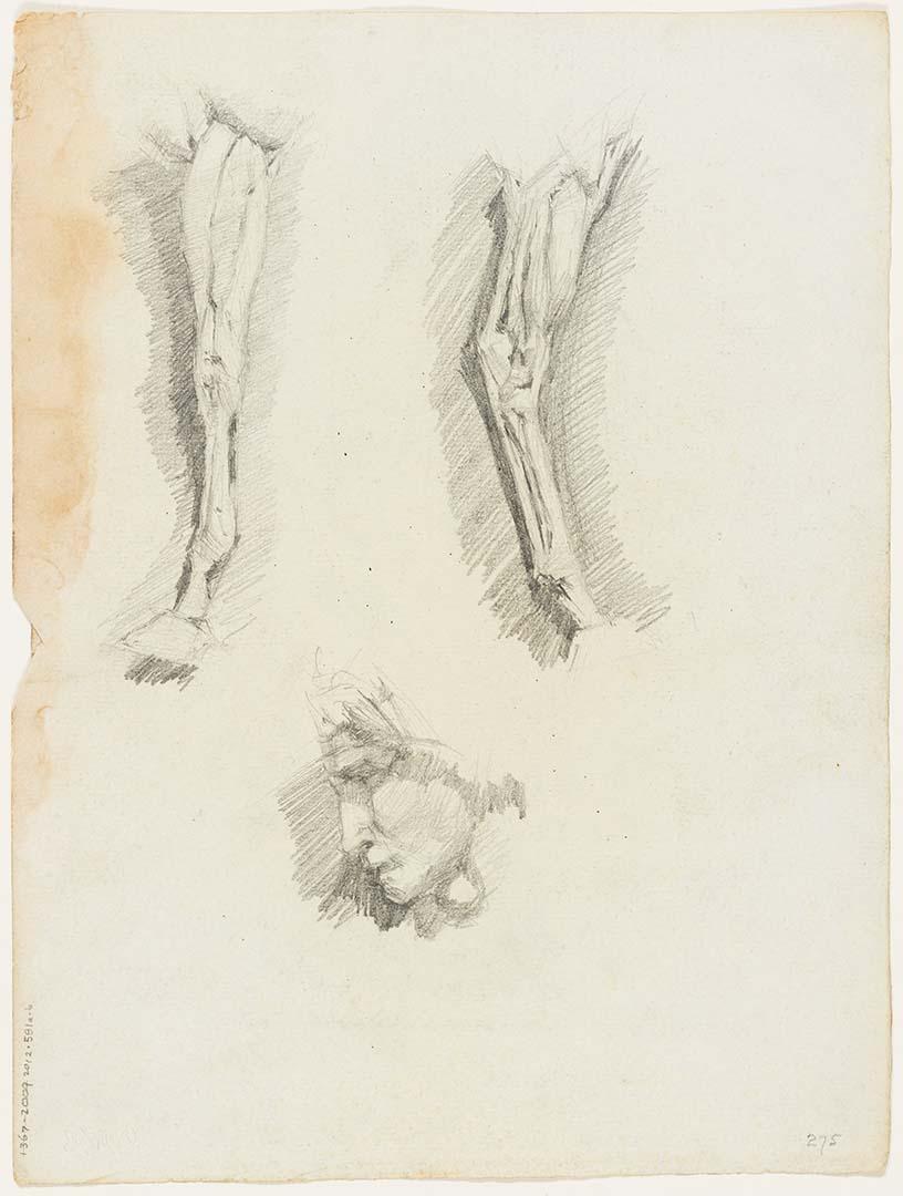 Artwork Studies of the musculature of horse's legs; Profile from model this artwork made of Pencil on paper, created in 1915-01-01